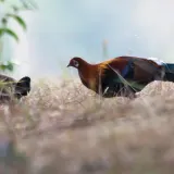 Vùng Đất Kỳ Lạ Nơi Gà Chạy Đầy Đường Nhưng Không Ai Ăn: Khi Tín Ngưỡng Định Hình Văn Hóa Và Du Lịch